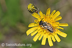 Haltictus tetrazonius on blossom (F211975)