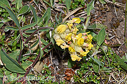 Echter Wundklee (Anthyllis vulneraria) (30.05.2022, F211984)