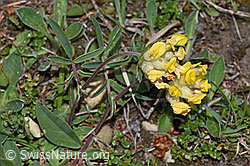 Echter Wundklee (Anthyllis vulneraria) (30.05.2022, F211987)