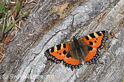 Kleiner Fuchs (Aglais urticae) (F212015)