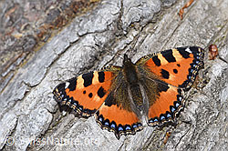Kleiner Fuchs (Aglais urticae) (F212017)
