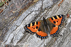 Kleiner Fuchs (Aglais urticae) (30.05.2022, F212018)
