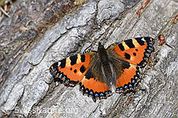 Kleiner Fuchs (Aglais urticae) (F212019)