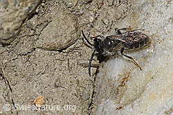 Haltictus tetrazonius (F212022)