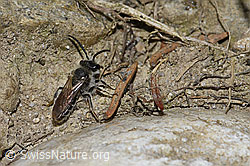 Haltictus tetrazonius (F212024)