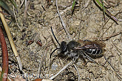 Haltictus tetrazonius (F212025)