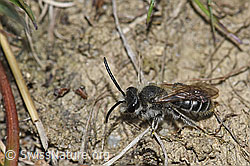 Sandsteppen-Furchenbiene (Haltictus tetrazonius) (30.05.2022, F212026)