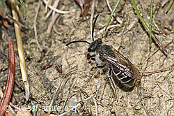 Haltictus tetrazonius (F212028)