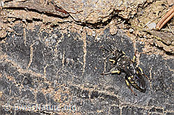 Oxybelus bipunctatus (Grabwespe) (F212041)