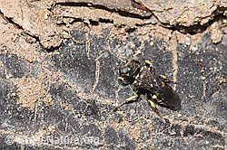 Oxybelus bipunctatus (Grabwespe) (30.05.2022, F212042)