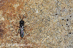 Diodontus luperus (Grabwespe) (F212051) Diodontus luperus (Grabwespe) (F212051)