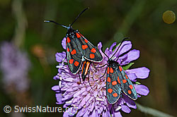 Gewöhnliche Widderchen (Zygaena filipendulae) auf Wald-Witwenblume (Knautia dipsacifolia) (26.06.2022, F217257)