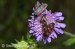 Photo: Zygaena filipendulae on Knautia dipsacifolia
