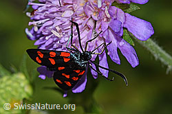 Gewöhnliche Widderchen (Zygaena filipendulae) auf Wald-Witwenblume (Knautia dipsacifolia) (F217259)