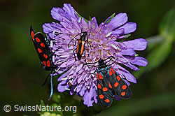 Photo: Zygaena filipendulae on Knautia dipsacifolia