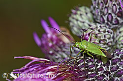 Grüne Distelwanze (Calocoris affinis) auf Sumpf-Kratzdistel (Cirsium palustre) (26.06.2022, F217273)