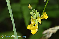 Wiesen-Platterbse (Lathyrus pratensis) (26.06.2022, F217283)