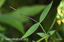 Wiesen-Platterbse (Lathyrus pratensis) (26.06.2022, F217284)