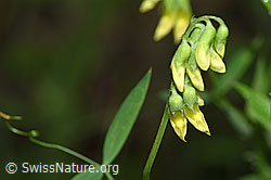 Wiesen-Platterbse (Lathyrus pratensis) (F217285) Wiesen-Platterbse (Lathyrus pratensis) (F217285)