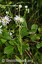Einjähriges Berufkraut (Erigeron annuus) (26.06.2022, F217315)