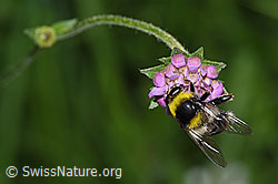 Hummel-Gebirgsschwebfliege (Sericomyia bombiformis) auf Wald-Witwenblume (Knautia dipsacifolia)