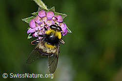 Hummel-Gebirgsschwebfliege (Sericomyia bombiformis) auf Wald-Witwenblume (Knautia dipsacifolia) (26.06.2022, F217317)