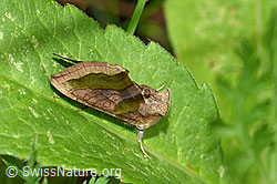 Diachrysia chrysitis (F217318)