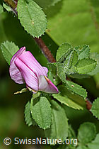 Kriechende Hauhechel (Ononis repens) (26.06.2022, F217321)