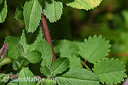Kriechende Hauhechel (Ononis repens) (F217324)