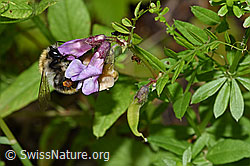Ackerhummel (Bombus pascuorum) an Gewöhnlicher Vogelwicke (Vicia cracca) (F217327) Ackerhummel (Bombus pascuorum) an Gewöhnlicher Vogelwicke (Vicia cracca) (F217327)