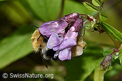Ackerhummel (Bombus pascuorum) an Gewöhnlicher Vogelwicke (Vicia cracca) (F217329) Ackerhummel (Bombus pascuorum) an Gewöhnlicher Vogelwicke (Vicia cracca) (F217329)