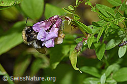 Ackerhummel (Bombus pascuorum) an Gewöhnlicher Vogelwicke (Vicia cracca) (F217330) Ackerhummel (Bombus pascuorum) an Gewöhnlicher Vogelwicke (Vicia cracca) (F217330)