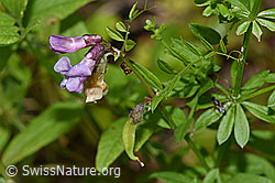 Gewöhnliche Vogelwicke (Vicia cracca) (26.06.2022, F217331)