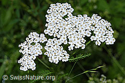 Gemeine Schafgarbe (Achillea millefolium) (F217342) Gemeine Schafgarbe (Achillea millefolium) (F217342)