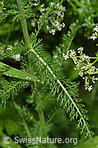 Gemeine Schafgarbe (Achillea millefolium) (F217343) Gemeine Schafgarbe (Achillea millefolium) (F217343)