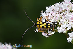 Gefleckter Schmalbock (Rutpela maculata) auf Gebräuchlichem Baldrian (Valeriana officinalis) (F217349)
