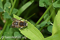 Grosse Harzbiene (Anthidium byssinum) (F217355) Grosse Harzbiene (Anthidium byssinum) (F217355)