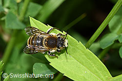 Grosse Harzbiene (Anthidium byssinum) (26.06.2022, F217356)