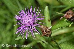 Wiesen-Flockenblume (Centaurea jacea) (26.06.2022, F217357)