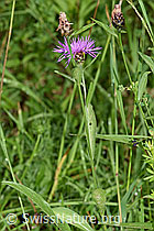 Wiesen-Flockenblume (Centaurea jacea) (26.06.2022, F217364)