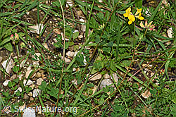 Gewöhnlicher Hornklee (Lotus corniculatus) (26.06.2022, F217370)