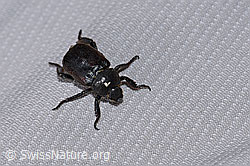 Silbriger Purzelkäfer (Hoplia philanthus) (26.06.2022, F217377)