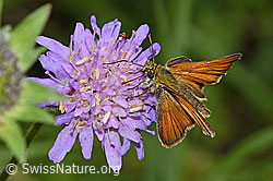 Braunkolbiger Braundickkopffalter (Thymelicus sylvestris) auf Wald-Witwenblume (Knautia dipsacifolia) (F217384) Braunkolbiger Braundickkopffalter (Thymelicus sylvestris) auf Wald-Witwenblume (Knautia dipsacifolia) (F217384)