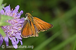Braunkolbiger Braundickkopffalter (Thymelicus sylvestris) auf Wald-Witwenblume (Knautia dipsacifolia) (F217386) Braunkolbiger Braundickkopffalter (Thymelicus sylvestris) auf Wald-Witwenblume (Knautia dipsacifolia) (F217386)