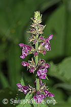 Wald-Ziest (Stachys sylvatica) (26.06.2022, F217400)