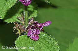 Wald-Ziest (Stachys sylvatica) (F217401)