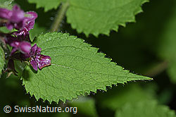 Wald-Ziest (Stachys sylvatica) (F217402)