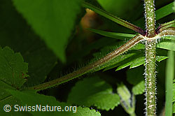 Wald-Ziest (Stachys sylvatica) (F217405)