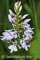 Hainschwebfliege (Episyrphus balteatus) auf Fuchs