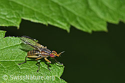 New in SwissNature.org: Limnia unguicornis